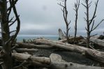 PICTURES/Rialto Beach/t_Logs2.JPG